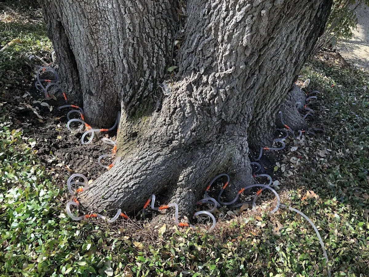 Detailed Tree Cabling and Bracing job site in Fleetville