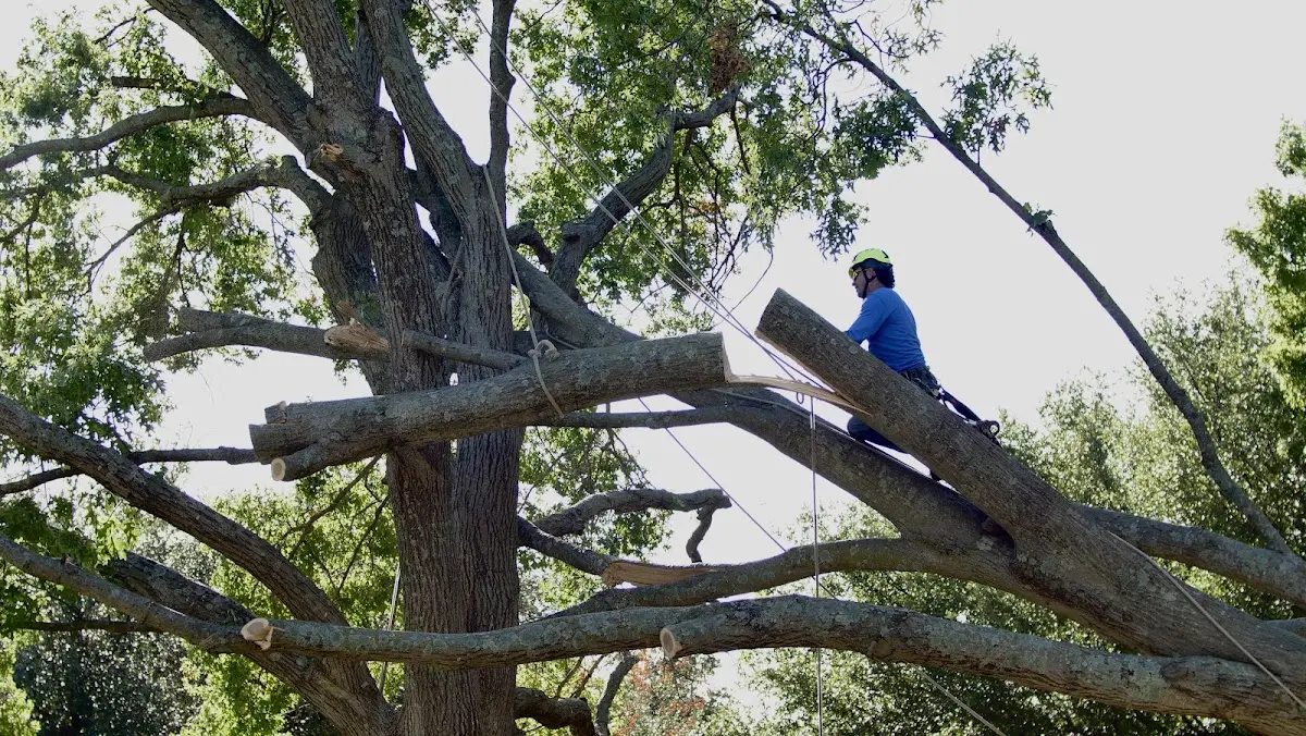 Professional Hazardous Tree Removal performed by certified arborists in Fleetville